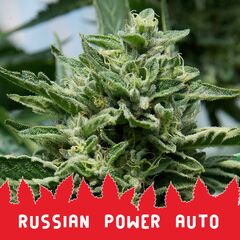 Russian Power Auto, Фасовка: 3